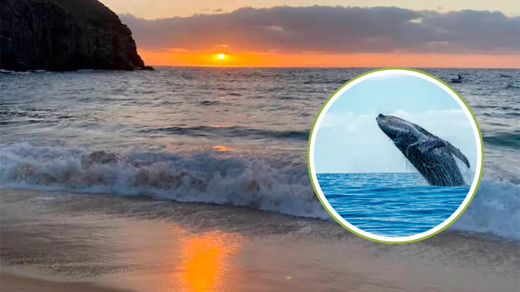 ¿Ballenas grises adelantan su llegada a BCS? Reportan avistamiento en Punta Lobos