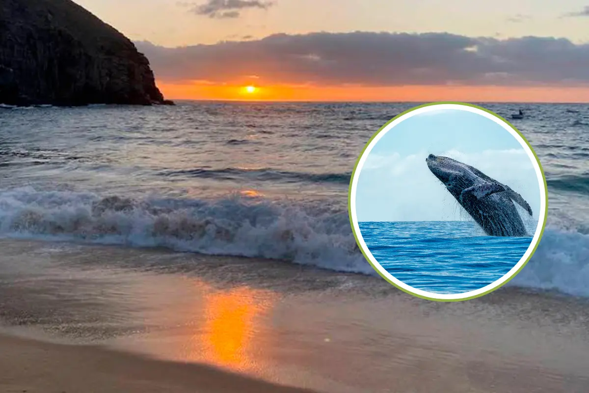 Se dio a conocer la presencia de ballenas grises en aguas paceñas. Fotos: David Przyz | Canva.