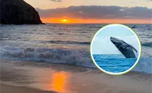 ¿Ballenas grises adelantan su llegada a BCS? Reportan avistamiento en Punta Lobos