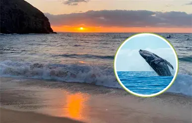 ¿Ballenas grises adelantan su llegada a BCS? Reportan avistamiento en Punta Lobos