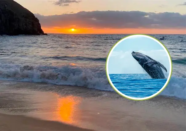 ¿Ballenas grises adelantan su llegada a BCS? Reportan avistamiento en Punta Lobos