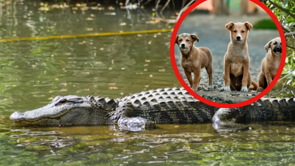 Capturan cocodrilo en Ciudad Madero que habría devorado varias mascotas