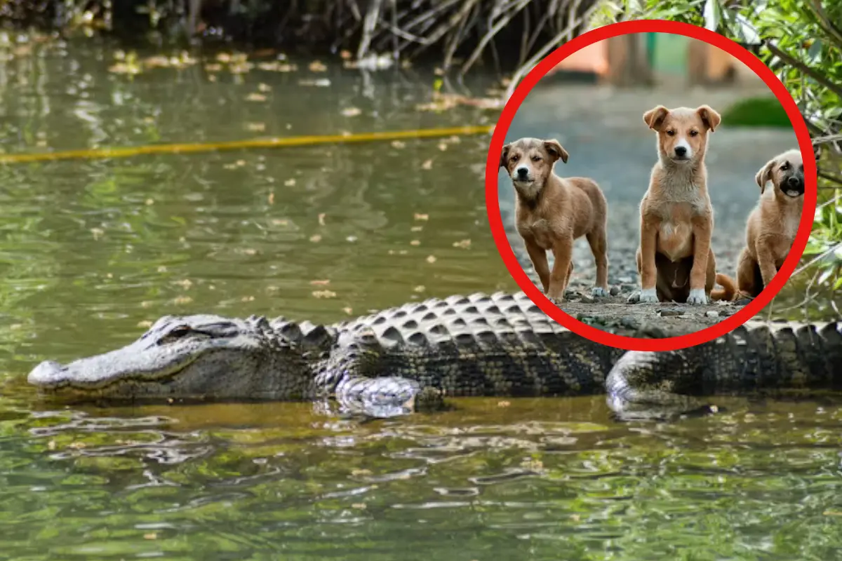 La captura del cocodrilo en Ciudad Madero se realizó luego de reportes por ataques a mascotas; Protección Civil y bomberos atendieron el llamado.