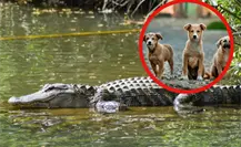 Capturan cocodrilo en Ciudad Madero que habría devorado varias mascotas