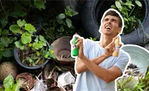 ¿Cómo eliminar los criaderos de mosquitos en casa? Esto es lo que debes de saber ¿Cómo eliminar los criaderos de mosquitos en casa? Esto es lo que debes de saber