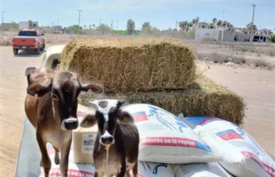 Tras una de las peores sequías en su historia, ganaderos de BCS reciben más de 30 millones en apoyos