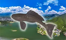 El pez diablo toma la presa La Boca: ¿qué lo hace una especie tan peligrosa?