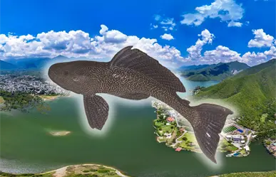 El pez diablo toma la presa La Boca: ¿qué lo hace una especie tan peligrosa?
