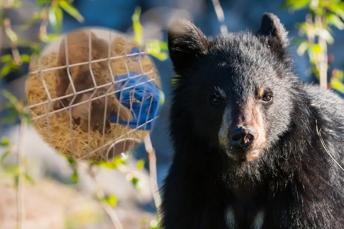 En el círculo la osa Mina y de fondo un oso negro. Foto: Composición Canva