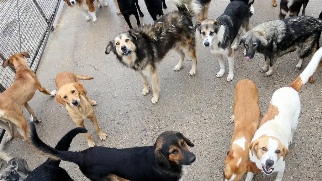 VIDEO | Jauría de perros en Ixtapaluca aterroriza a vecinos; van al menos 12 ataques a personas