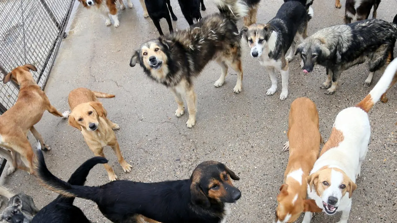 VIDEO | Jauría de perros en Ixtapaluca aterroriza a vecinos; van al menos 12 ataques a personas. Foto: Canva / @josuealeexis