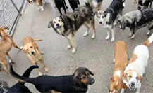 VIDEO | Jauría de perros en Ixtapaluca aterroriza a vecinos; van al menos 12 ataques a personas