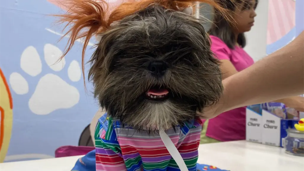 3 disfraces tendencia en Tamaulipas para combinar con tu mascota