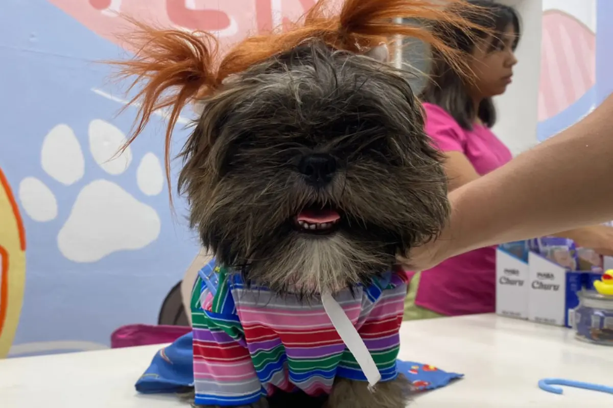 Este Halloween, elige entre los mejores disfraces para combinar con tu mascota en Tamaulipas y sorprende con atuendos originales y en tendencia.