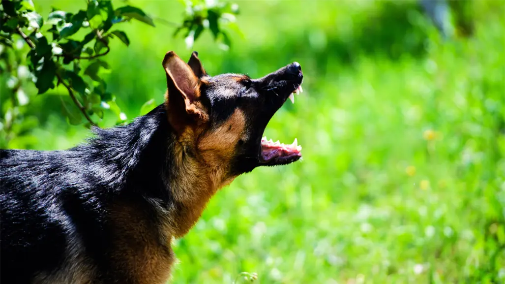 Aseguran jauría de 13 perros en Ixtapaluca tras al menos 12 ataques a personas