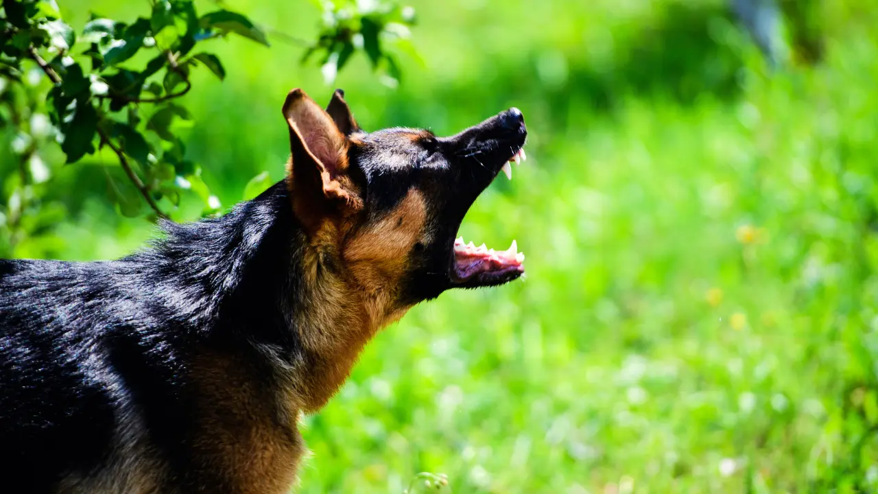 Perro atacando. Foto: Canva