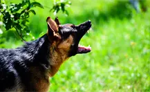 Aseguran jauría de 13 perros en Ixtapaluca tras al menos 12 ataques a personas
