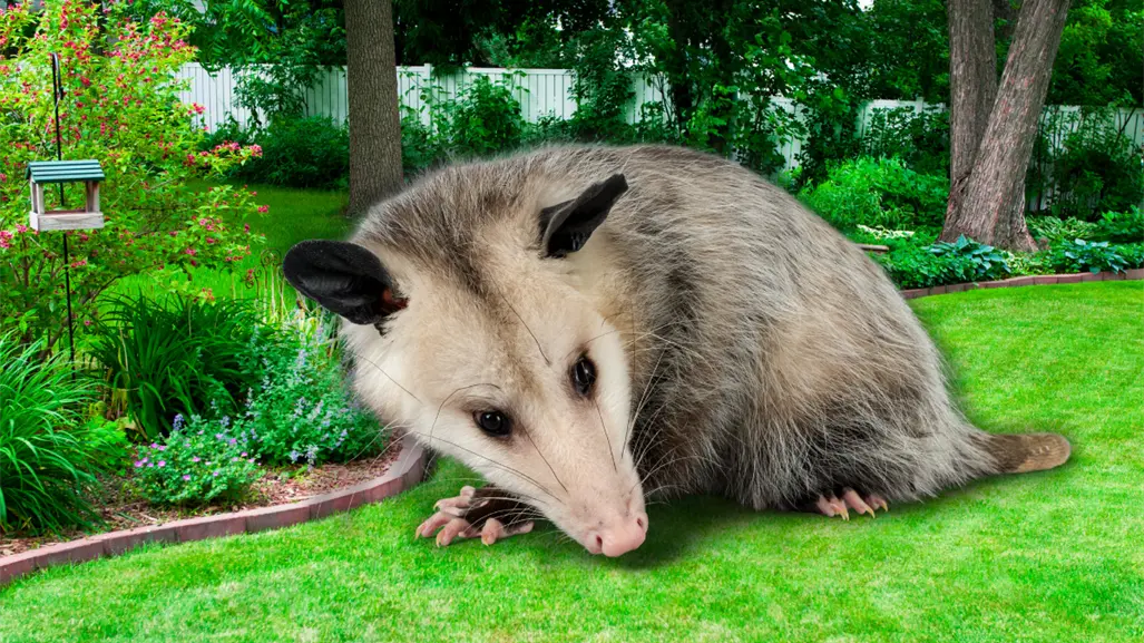 Zarigüeyas en Yucatán: por qué no deberías tener una como mascota