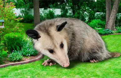 Zarigüeyas en Yucatán: por qué no deberías tener una como mascota