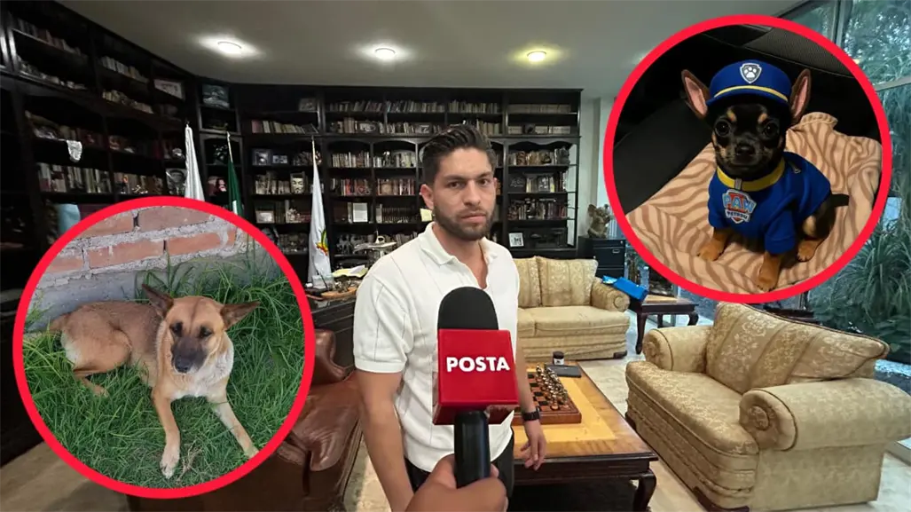 El arquitecto de Durango que donará parte de sus ganancias a perros y gatos rescatados 