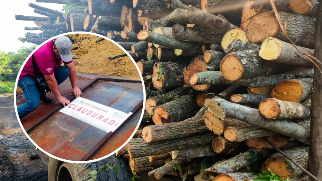 Profepa clausura carbonería en Campeche tras detectar operación ilegal