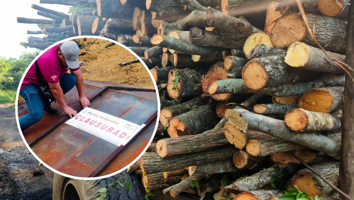 La madera fue asegurada, pero se quedan depositadas en el lugar de inspección Foto: Profepa
