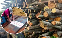 Profepa clausura carbonería en Campeche tras detectar operación ilegal