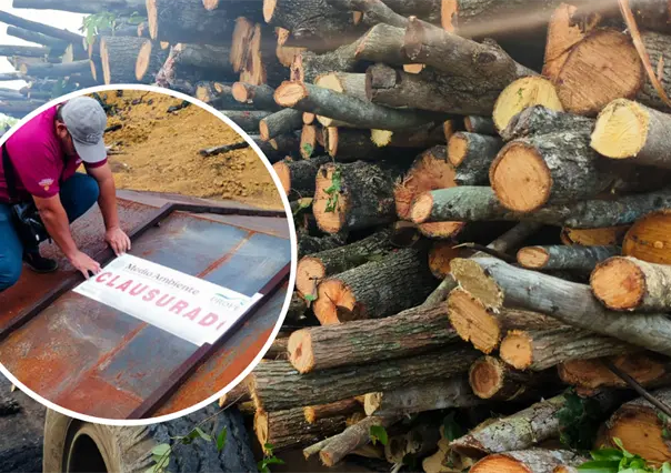 Profepa clausura carbonería en Campeche tras detectar operación ilegal