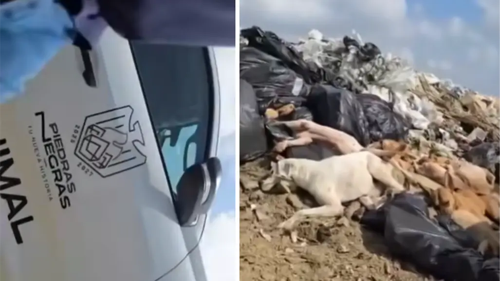 VIDEO | Indigna a Piedras Negras presunto sacrificio de perros; son tirados en basurero