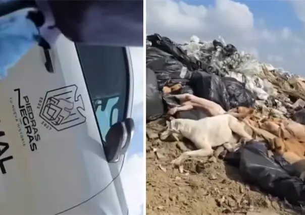 VIDEO | Indigna a Piedras Negras presunto sacrificio de perros; son tirados en basurero