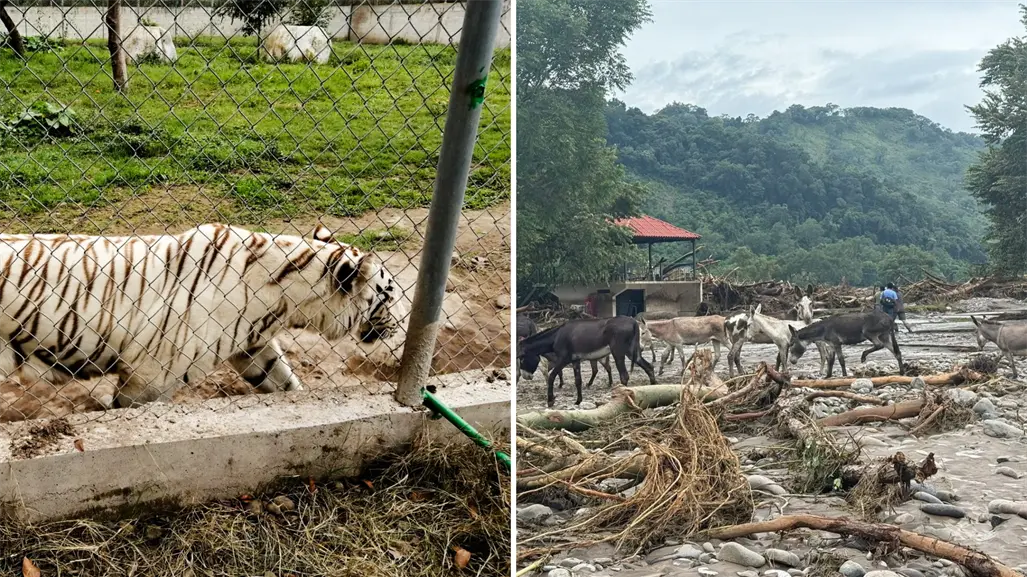Encuentran muerto al tigre que escapó por las lluvias en Puebla