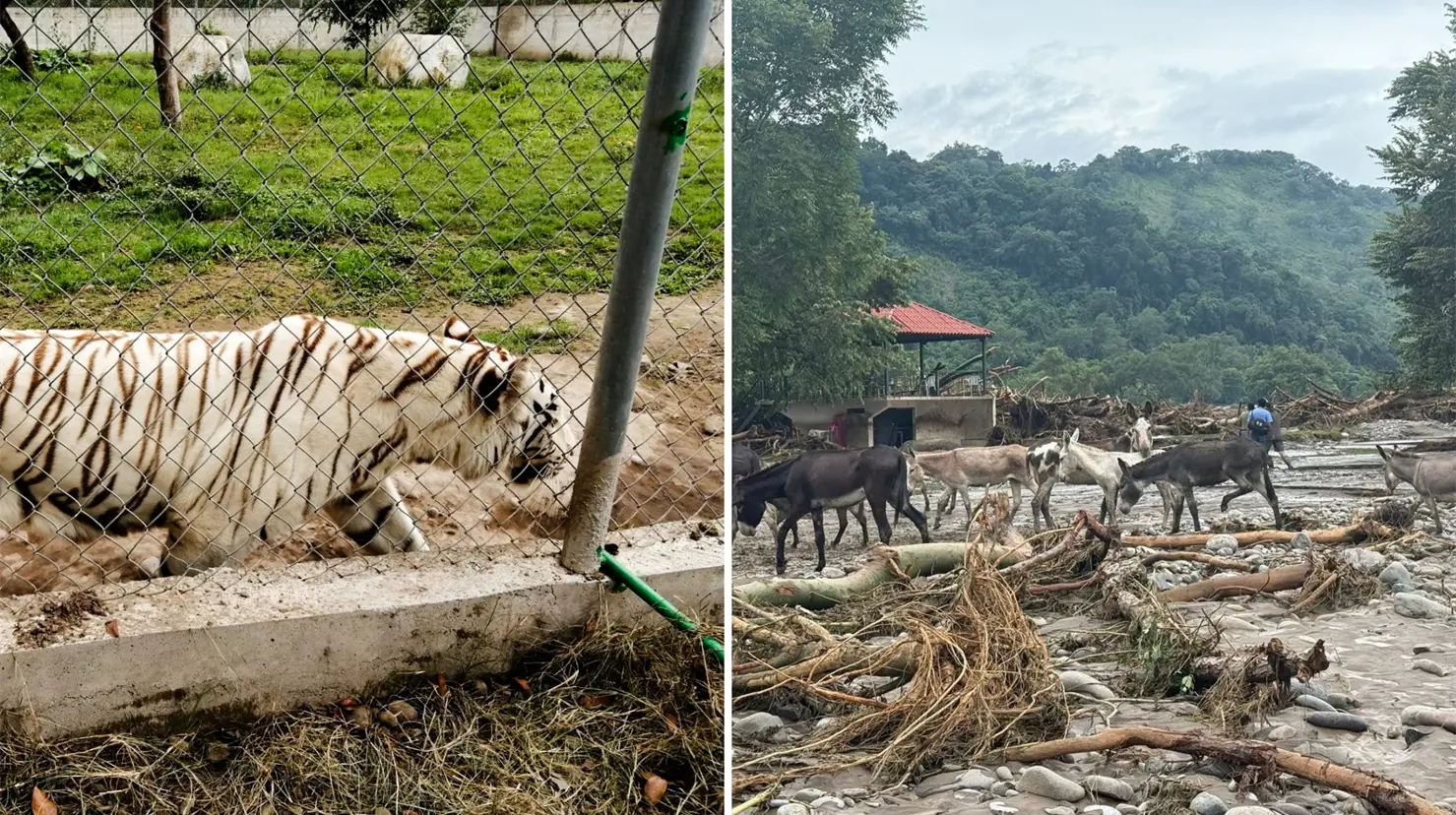 Encuentran muerto al tigre que escapó por las lluvias en Puebla. Foto: Profepa | Facebook (Carlos Barragán Amador)