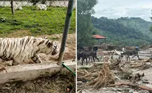 Encuentran muerto al tigre que escapó por las lluvias en Puebla