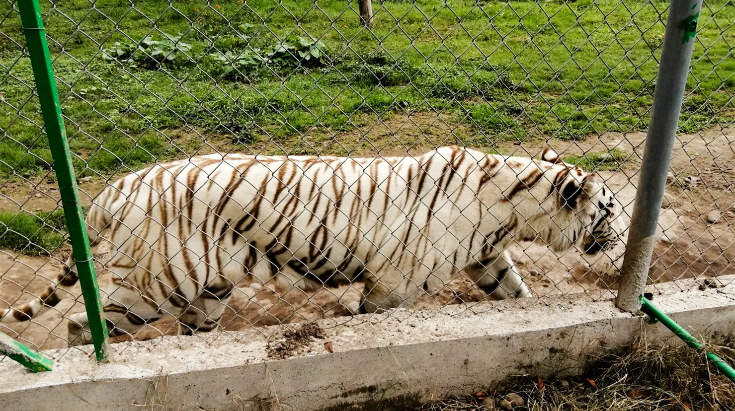 Tigre escapa del Zoológico Animalia tras lluvias en Xicotepec, Puebla. Foto: X (@PROFEPA_Mx)
