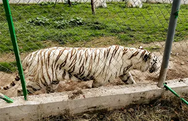Tigre escapa del Zoológico Animalia tras lluvias en Xicotepec, Puebla