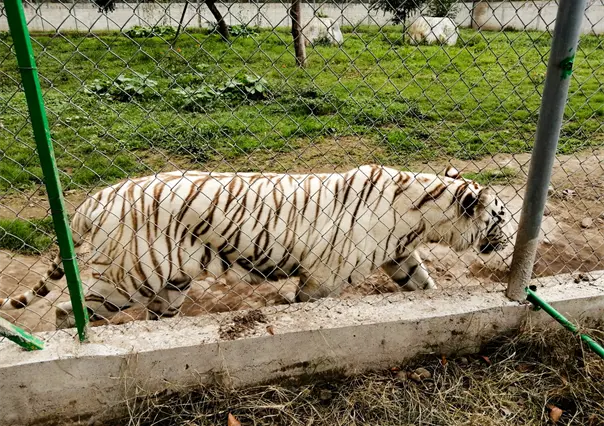 Tigre escapa del Zoológico Animalia tras lluvias en Xicotepec, Puebla