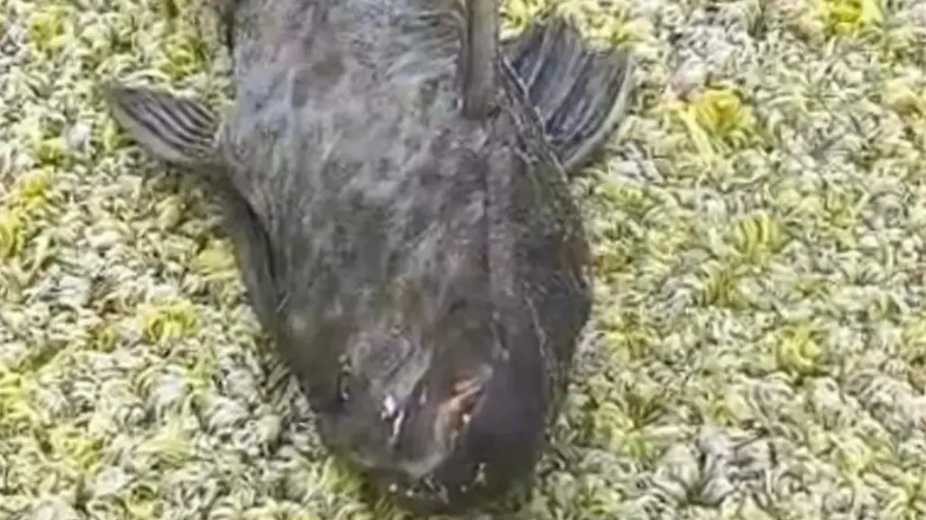 Peces diablo muertos y desprendimiento de árboles tras desborde en laguna del Carpintero