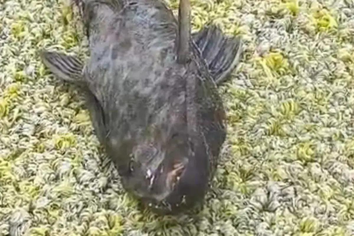El desborde laguna del carpintero Tamaulipas causó peces diablo muertos y desprendimiento de árboles tras fuertes lluvias recientes.