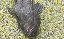 Peces diablo muertos y desprendimiento de árboles tras desborde en laguna del Carpintero