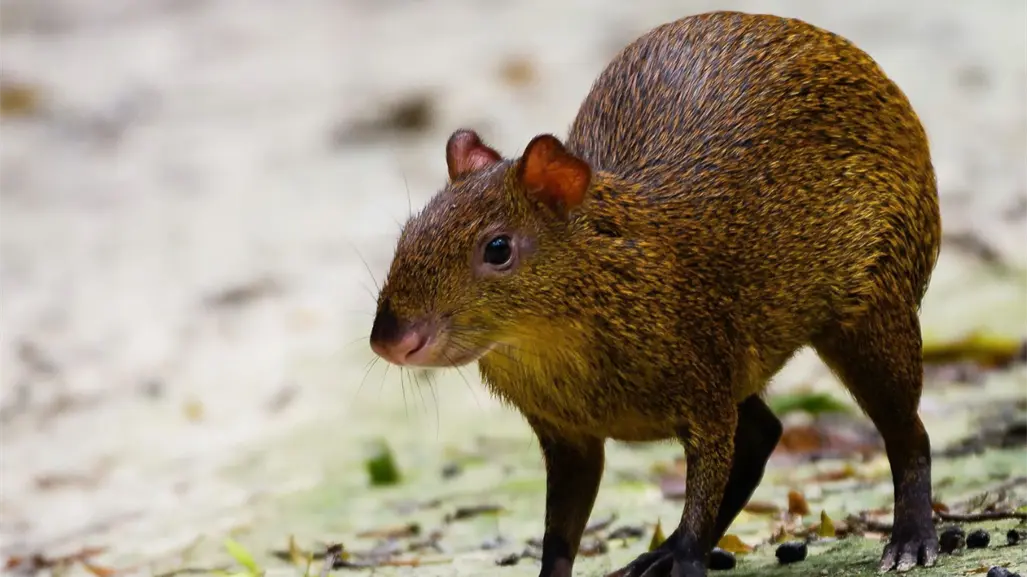 Sereque, el casi capibara que habita la selva de la península de Yucatán