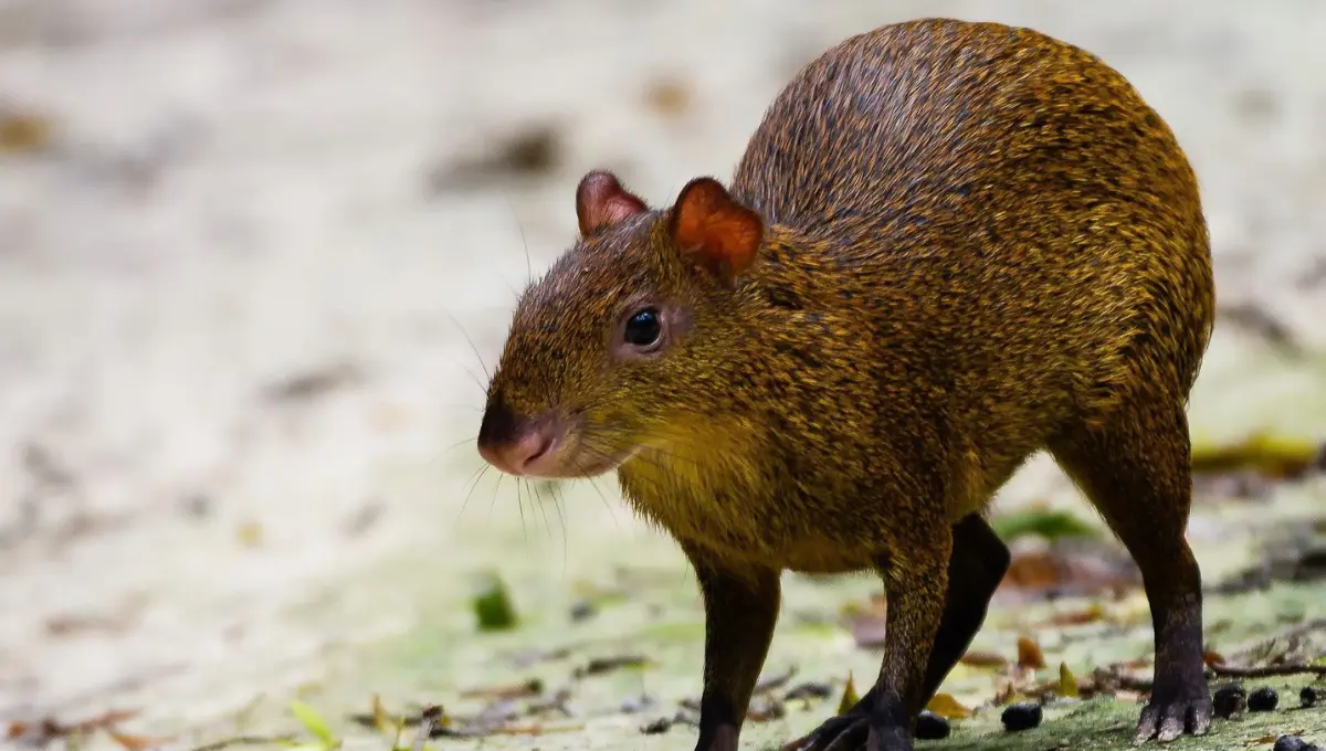 El sereque y el capibara no son ni siquiera primos lejanos Foto: Claudia De Bou