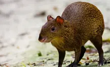 Sereque, el casi capibara que habita la selva de la península de Yucatán Sereque, el casi capibara que habita la selva de la península de Yucatán