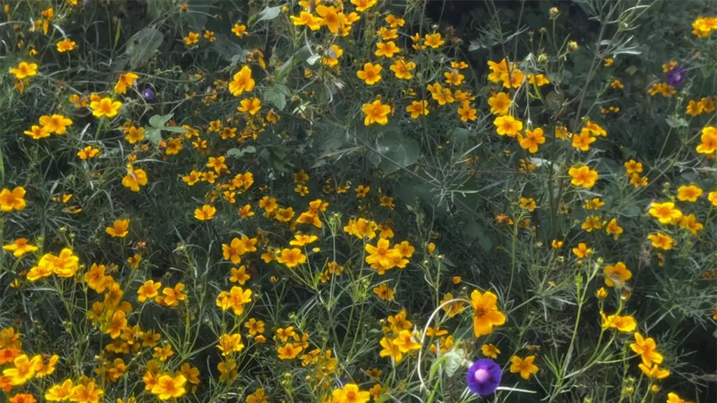 FOTOS | De lo feo de la maleza a lo bello de la naturaleza, así quedó Durango tras lluvias de 2025