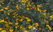 FOTOS | De lo feo de la maleza a lo bello de la naturaleza, así quedó Durango tras lluvias de 2025