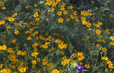 FOTOS | De lo feo de la maleza a lo bello de la naturaleza, así quedó Durango tras lluvias de 2025