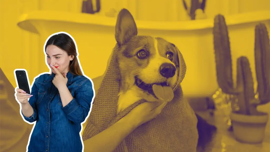 Estéticas caninas móviles en Monterrey: ¿Cuáles atienden en fin de semana?