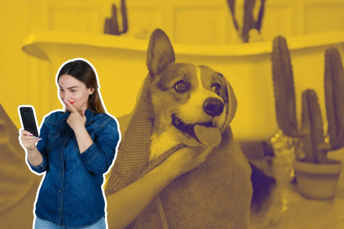 Servicios móviles para consentir a tu mascota en casa. Foto: CANVA
