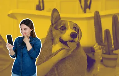 Estéticas caninas móviles en Monterrey: ¿Cuáles atienden en fin de semana?
