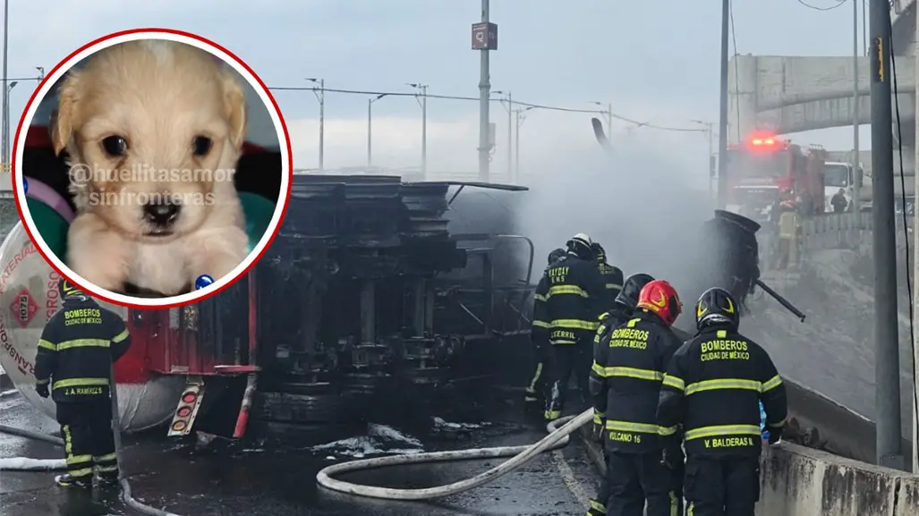 Cerecito, hijo de perrita rescatada de la explosión del Puente de la Concordia cumple su primer mes de vida