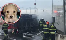 Cerecito, hijo de perrita rescatada de la explosión del Puente de la Concordia cumple su primer mes de vida
